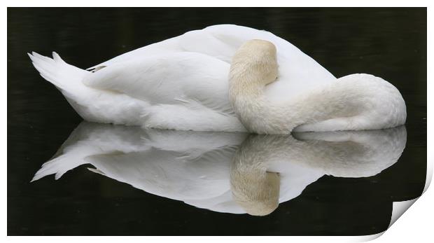 Mute Swan Print by paul green
