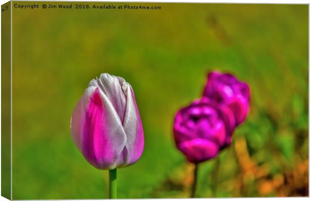 Tulips in the park. Canvas Print by Jim Wood