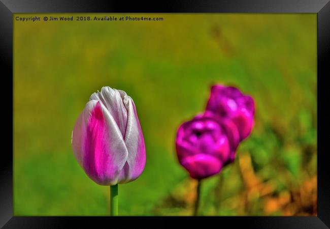 Tulips in the park. Framed Print by Jim Wood