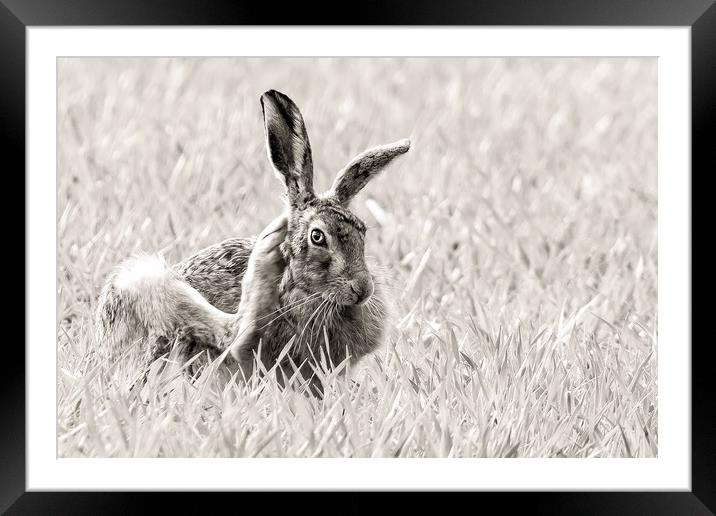 Scratching hare Framed Mounted Print by Gary Pearson
