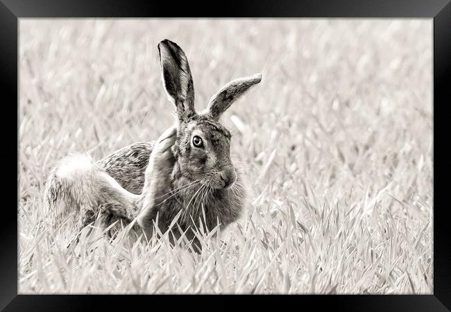 Scratching hare Framed Print by Gary Pearson