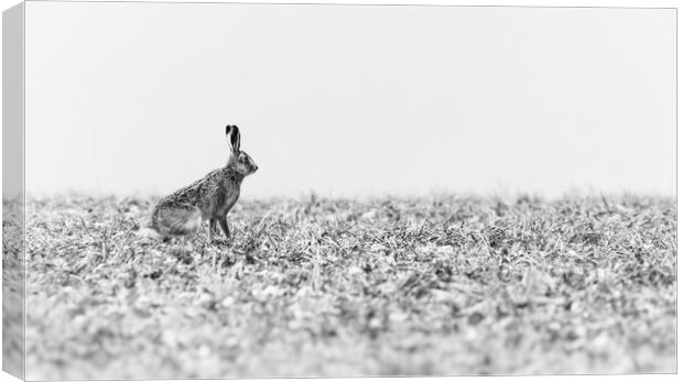 Hare black and white Canvas Print by Gary Pearson