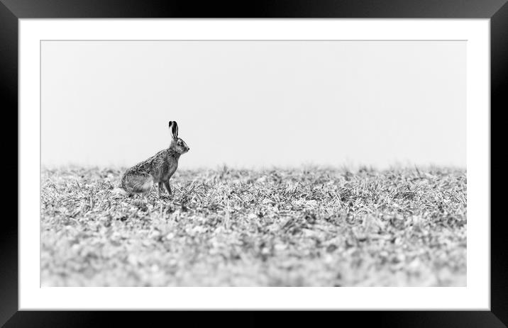 Hare black and white Framed Mounted Print by Gary Pearson