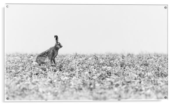 Hare black and white Acrylic by Gary Pearson