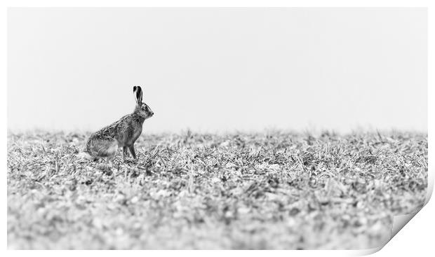 Hare black and white Print by Gary Pearson