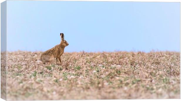 Resting hare  Canvas Print by Gary Pearson