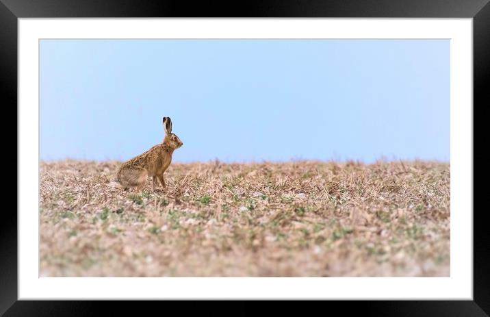 Resting hare  Framed Mounted Print by Gary Pearson