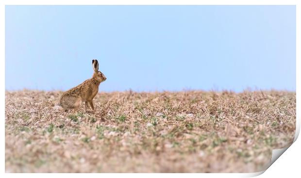 Resting hare  Print by Gary Pearson