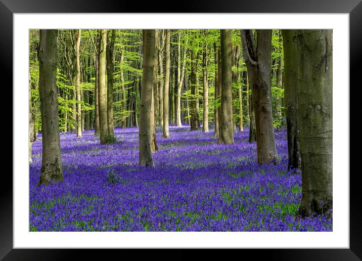 Bluebell Woodland Framed Mounted Print by Tony Bates