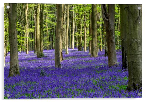 Bluebell Woodland Acrylic by Tony Bates