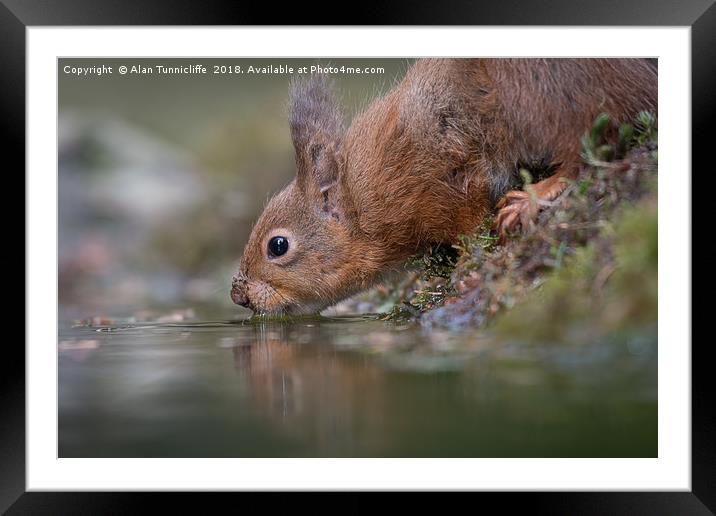 Refreshing Red Squirrel Framed Mounted Print by Alan Tunnicliffe