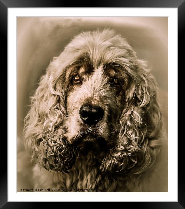 Bailey Framed Mounted Print by Kim Bell