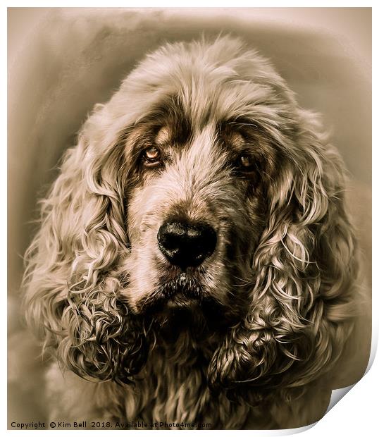 Bailey Print by Kim Bell