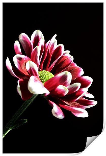 Chrysanthemum Print by Doug McRae