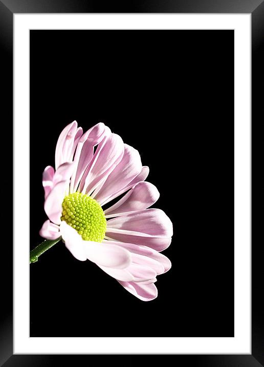 Pink Chrysanthemum Framed Mounted Print by Doug McRae