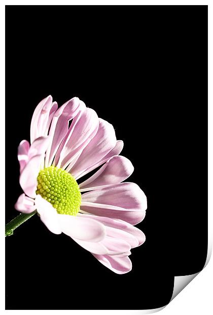 Pink Chrysanthemum Print by Doug McRae