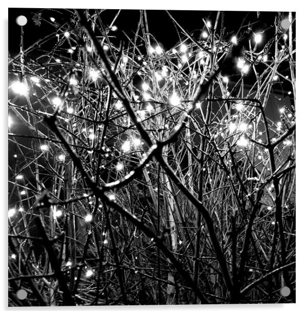 Fairy lights  Acrylic by Dinil Davis