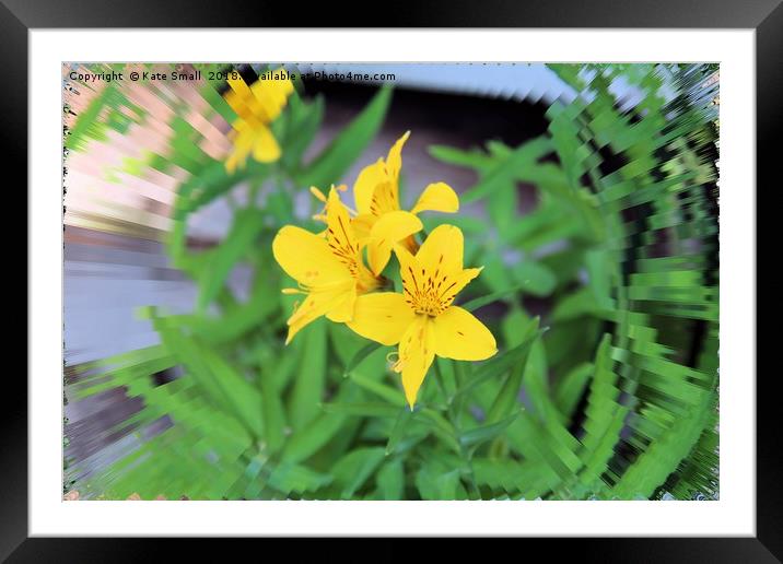 Am I Lilium ? Framed Mounted Print by Kate Small