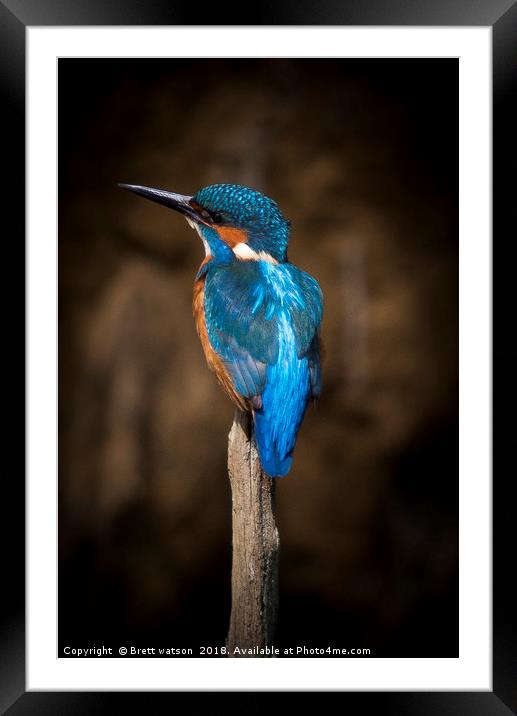 Male Kingfisher Framed Mounted Print by Brett watson