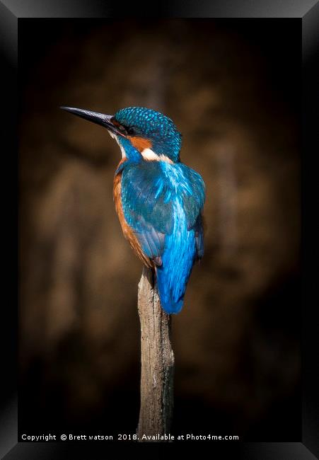Male Kingfisher Framed Print by Brett watson