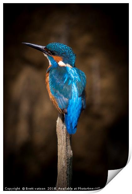 Male Kingfisher Print by Brett watson