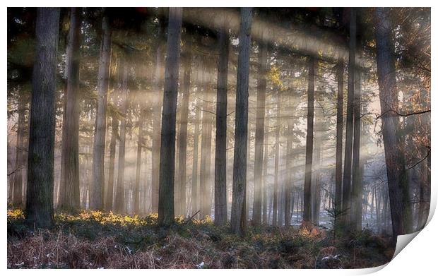 Morning Pine Woodlands Print by Ceri Jones