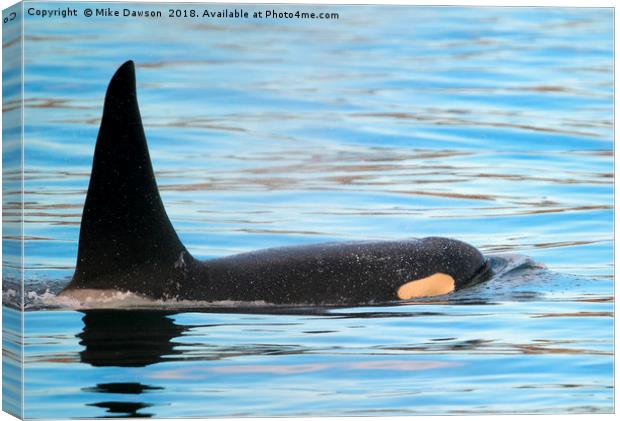 Orca Surfaces Canvas Print by Mike Dawson