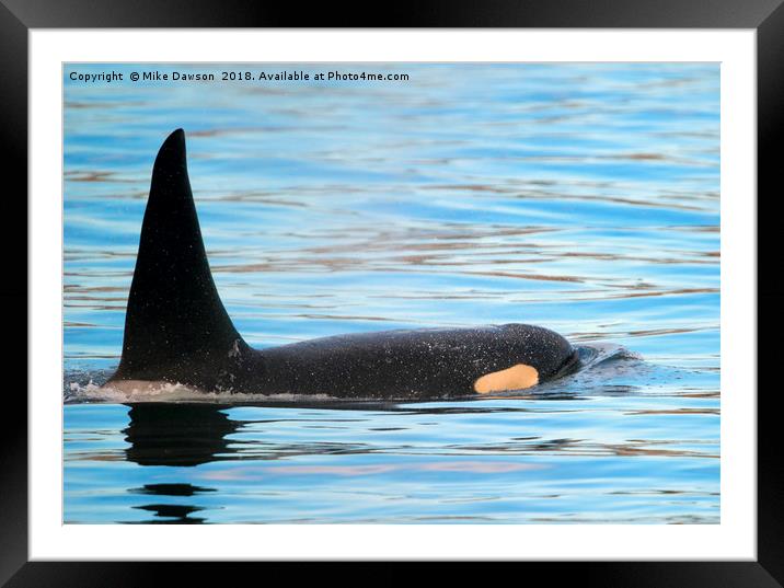 Orca Surfaces Framed Mounted Print by Mike Dawson
