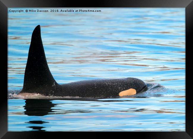 Orca Surfaces Framed Print by Mike Dawson