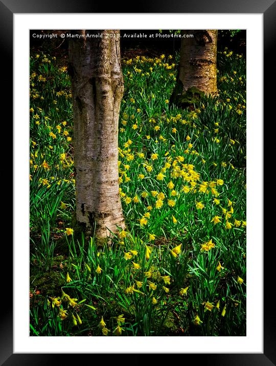 Woodland Daffodils Framed Mounted Print by Martyn Arnold