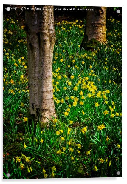 Woodland Daffodils Acrylic by Martyn Arnold