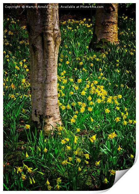 Woodland Daffodils Print by Martyn Arnold