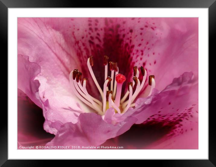 "In the pink" Framed Mounted Print by ROS RIDLEY