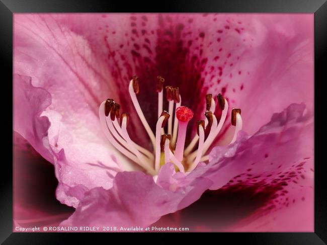 "In the pink" Framed Print by ROS RIDLEY