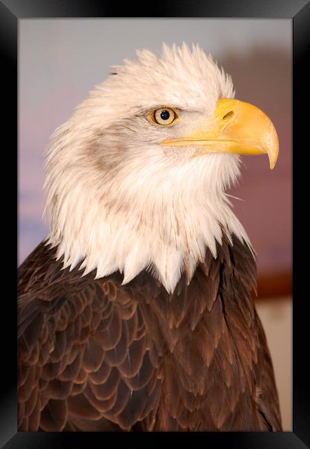 Bald Eagle Framed Print by pristine_ images