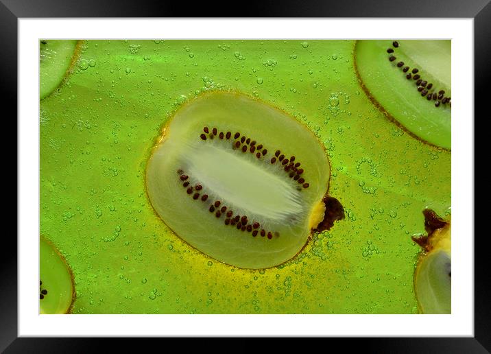 Kiwifruit Framed Mounted Print by pristine_ images