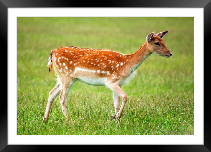 Deer  Framed Mounted Print by pristine_ images