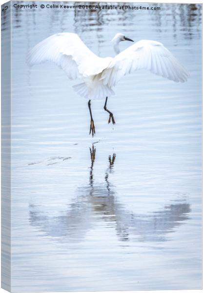 Little Egret Canvas Print by Colin Keown