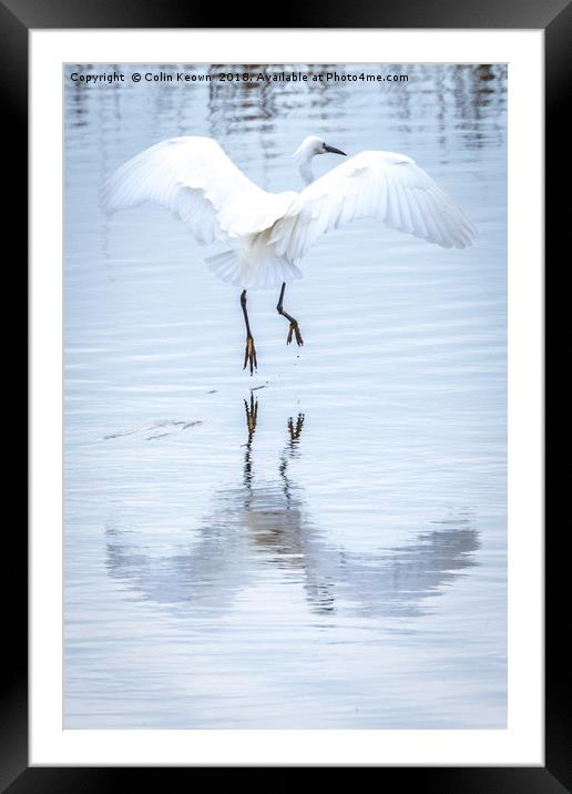 Little Egret Framed Mounted Print by Colin Keown