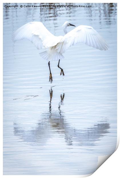 Little Egret Print by Colin Keown