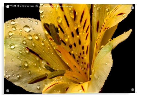 Alstroemeria Acrylic by Brian Garner