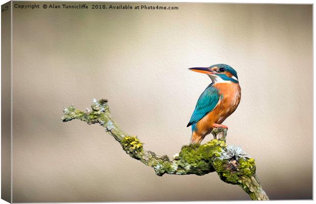 Kingfisher with oil painting effect Canvas Print by Alan Tunnicliffe