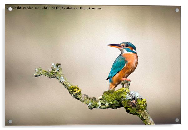 Kingfisher with oil painting effect Acrylic by Alan Tunnicliffe