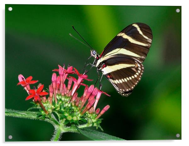 Zebra butterfly Acrylic by pristine_ images