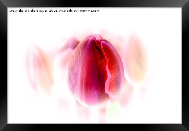 Tulip Inversion Framed Print by richard sayer