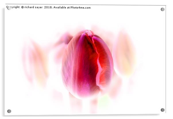 Tulip Inversion Acrylic by richard sayer