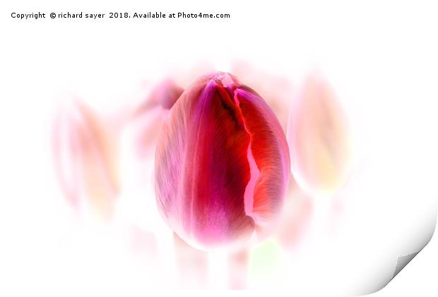 Tulip Inversion Print by richard sayer