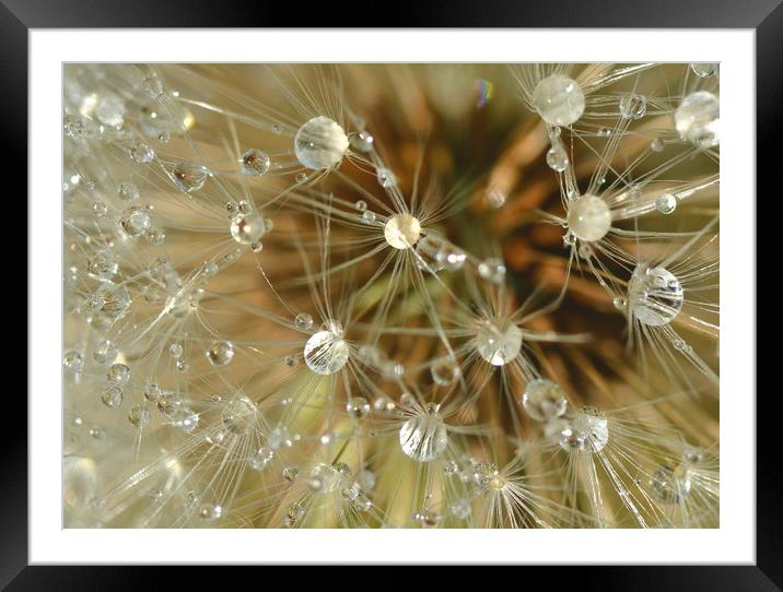 Morning jewels Framed Mounted Print by David Neighbour