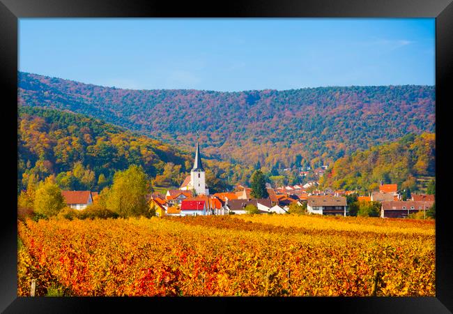 Autumn vineyard,Germany Framed Print by Philip Enticknap