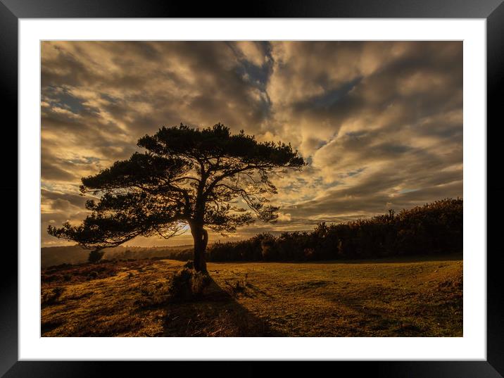 Sunset taken in The New Forest at Bolderwood Framed Mounted Print by Stewart Arnold